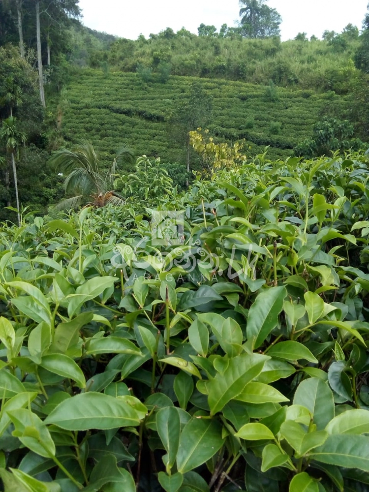 Tea Land for sale MATARA Deniyaya Morawaka in Deniyaya House, Land, Property, Vehicles