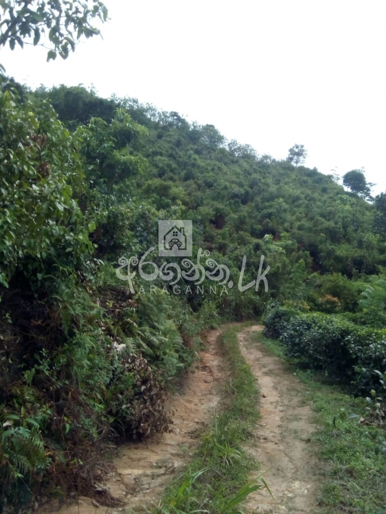 Tea Land for sale MATARA Deniyaya Morawaka in Deniyaya House, Land, Property, Vehicles