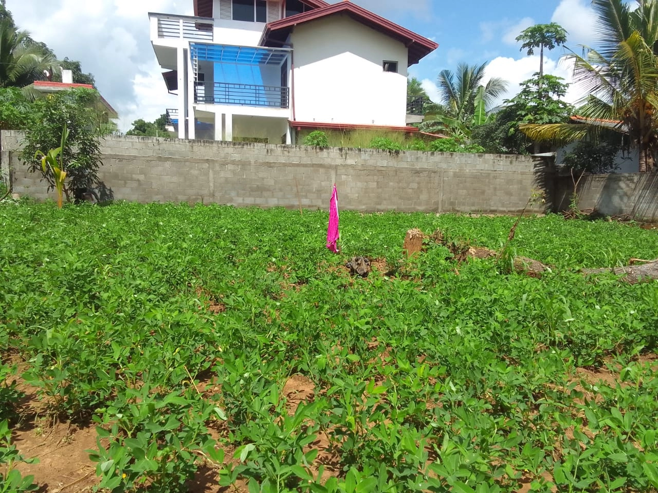 Land for Sale in Ratnapura Embilipitiya in Ebilipitiya House, Land